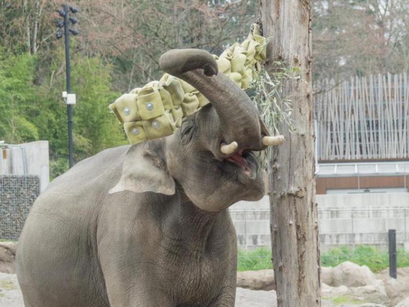 Elephant eats from a feeder in Elephant Lands. 