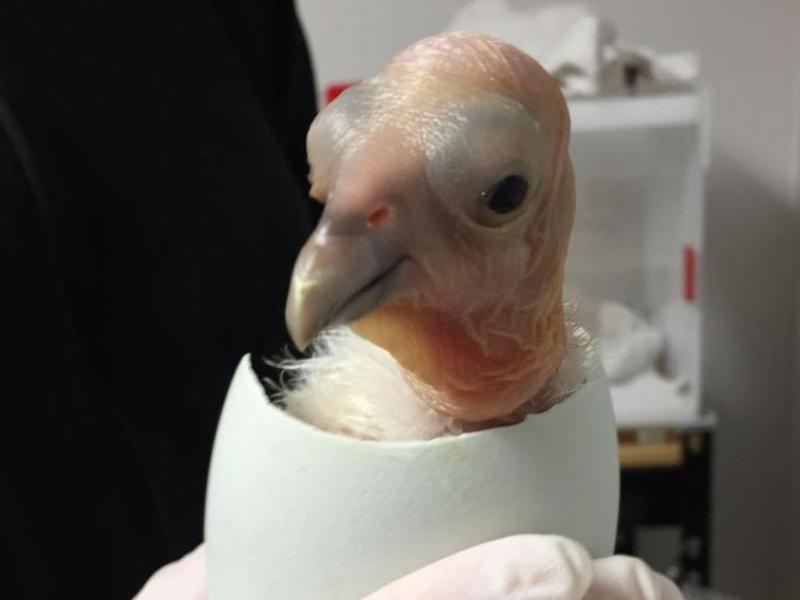 Vet holding a California condor chick. 