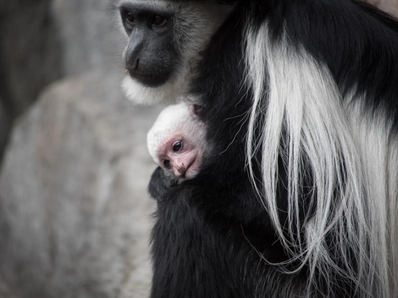 A baby colobus monkey is held by its mother. The adult has a black face and black fur with white streaks. The child has a pink face and white fur.