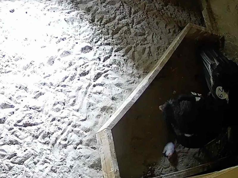 An overhead view of a condor chick and parent in a nest box