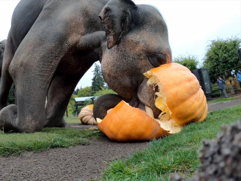 Asian elephant Samudra squishes a giant pumpkin with his tusks