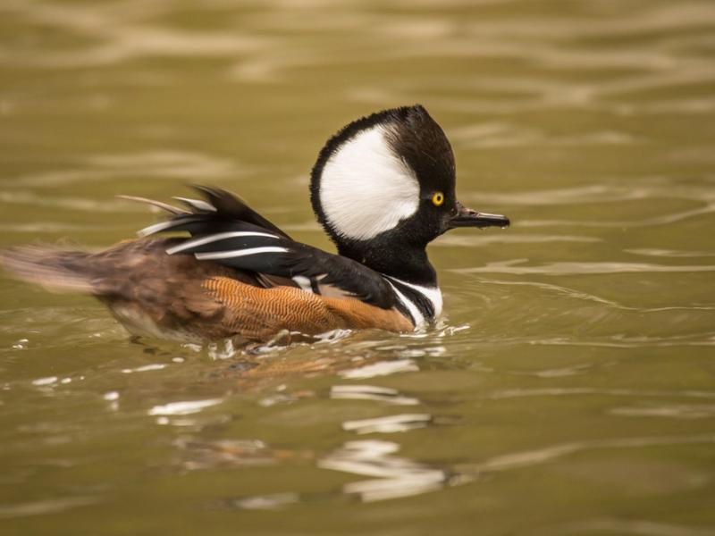 A male hooded merganser in the  Cascade Stream and Pond aviary.