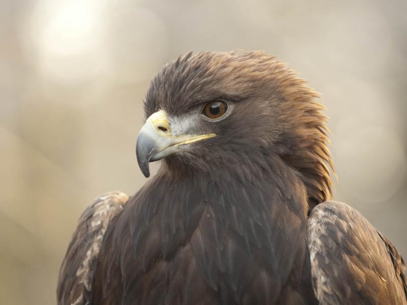 A golden eagle. 