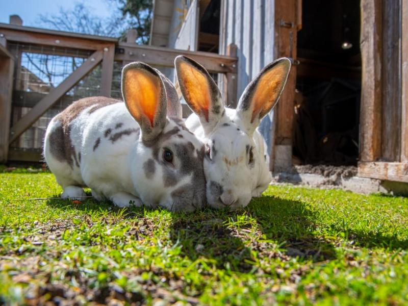 Two rabbits eating grass. 