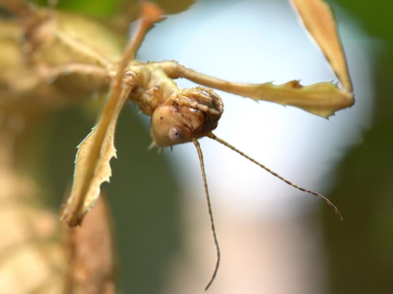 Walking stick at the Insect Zoo in the Education Center.