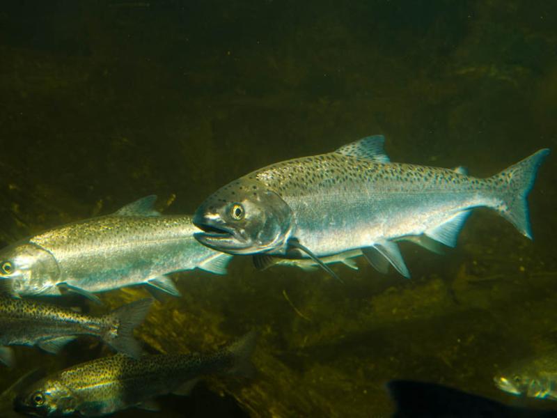 Trout and salmon share the fish pond at Eagle Canyon.