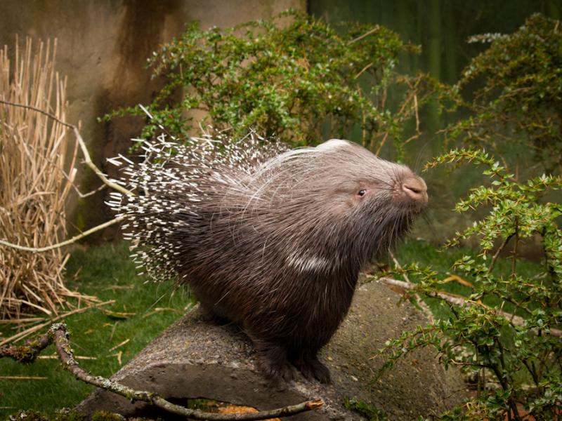 The African Crested Porcupine on exhibit at the Oregon Zoo.
