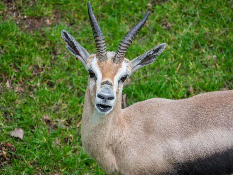 A Speke's gazelle in the  Africa Savanna exhibit. 