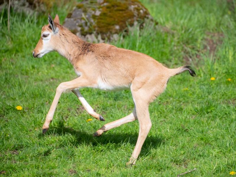 Bontebok calf running outside