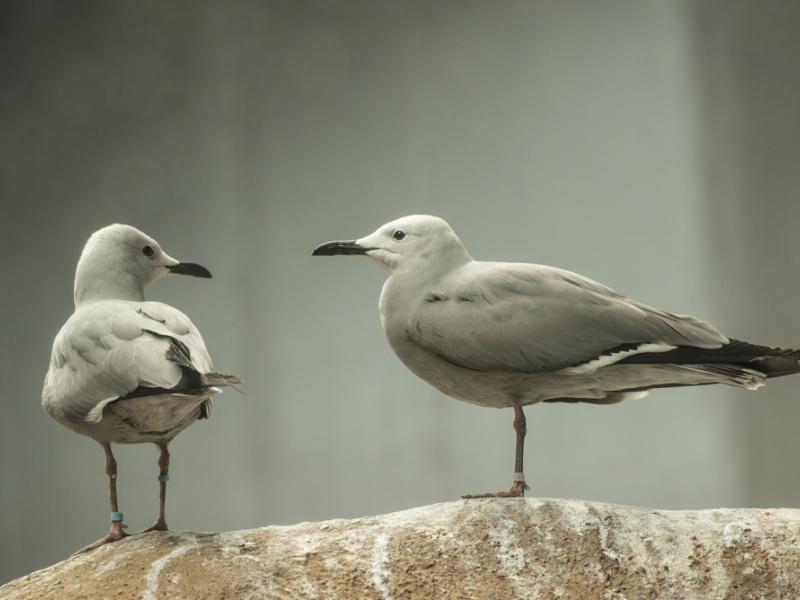 Two grey gulls standing on a rock. 