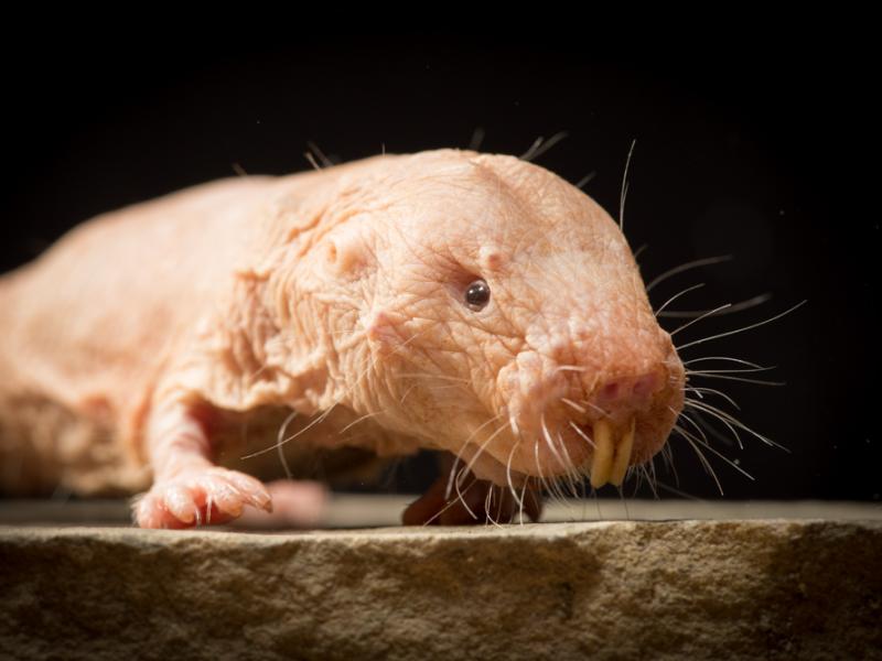 African naked mole rats in the Africa Savanna exhibit.