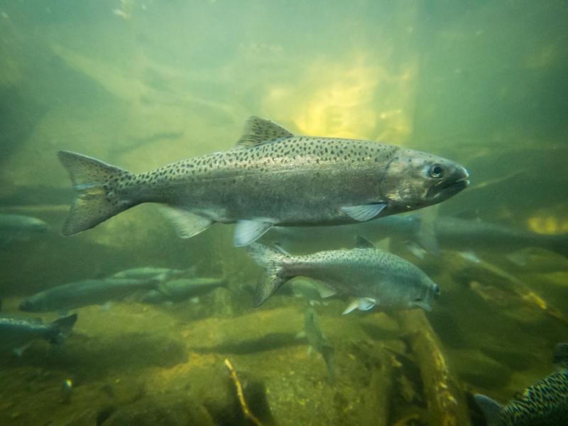 Chinook Salmon in Eagle Canyon. 