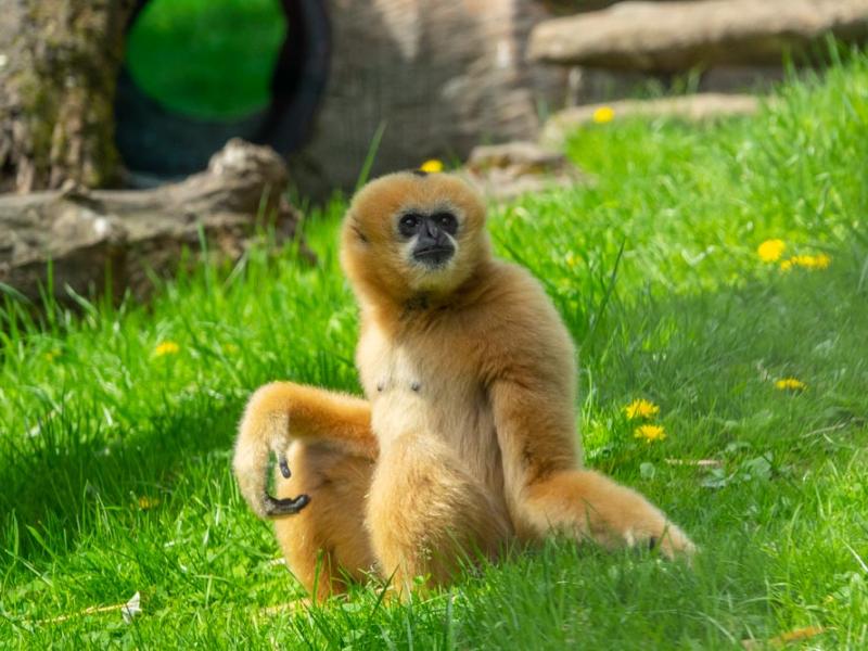 White-cheeked gibbon Harper sits outside in the grass