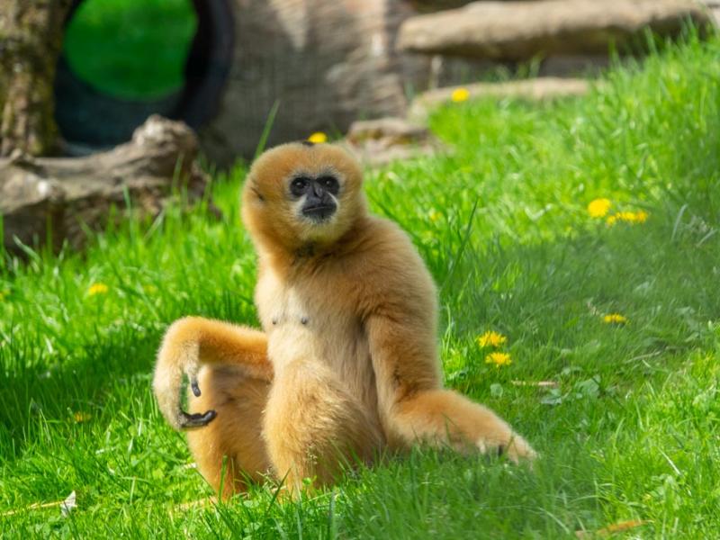 Female white-cheeked gibbon Harper in Primate Forest.