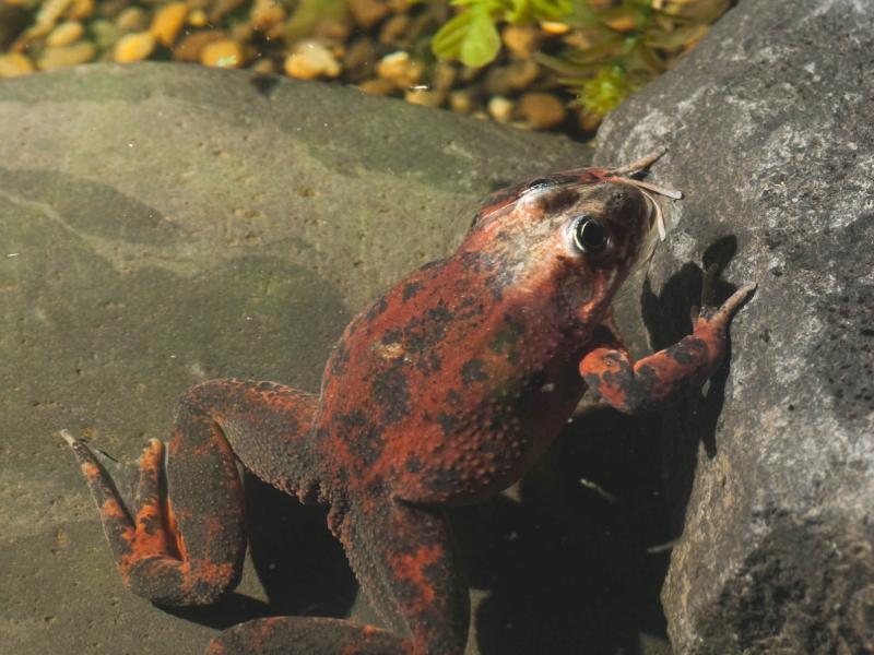 Oregon spotted frog, Captain Kirk, on exhibit at the Cascade Stream and Pond building at the Oregon Zoo.