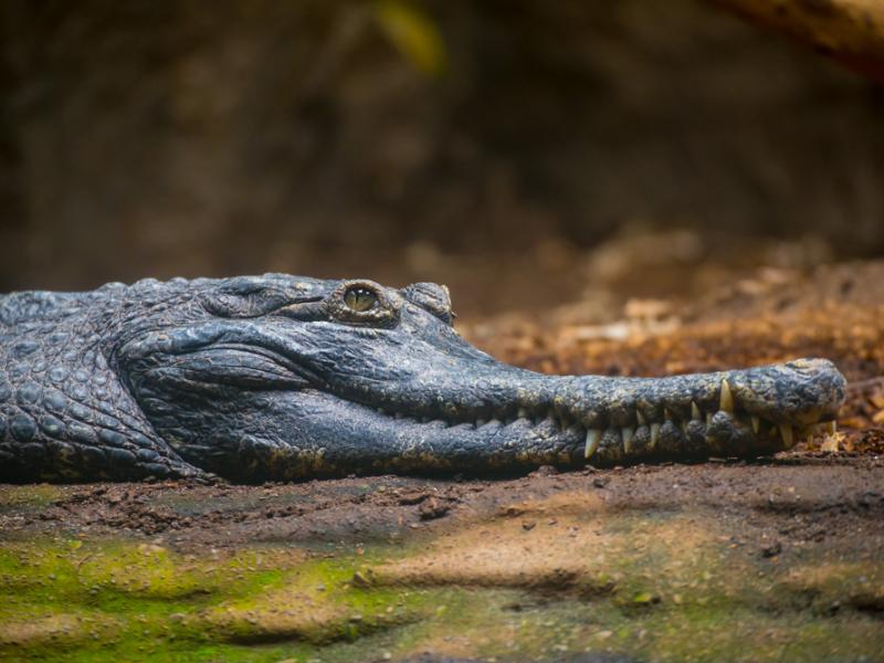 Female slender-snouted crocodile.