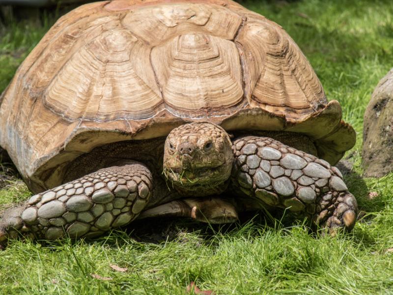 A male African spurred tortoise at the Oregon Zoo.