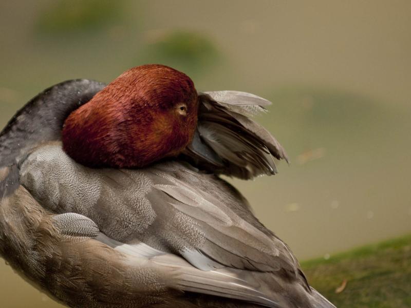 Redhead duck at the Oregon Zoo. 