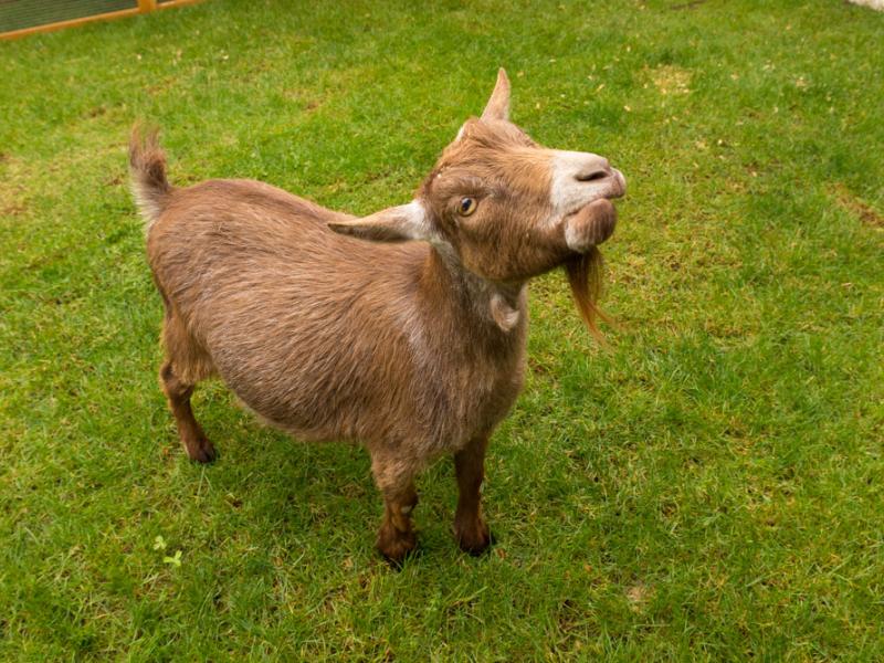 Pygmy goat Mocha at the Family Farm.