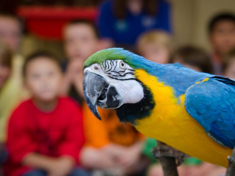 Zoo Campers meet a blue and gold macaw at the Oregon Zoo.