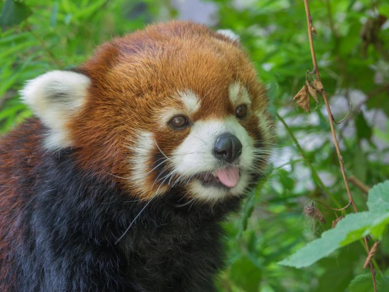 Male red panda Moshu licking a leaf. 