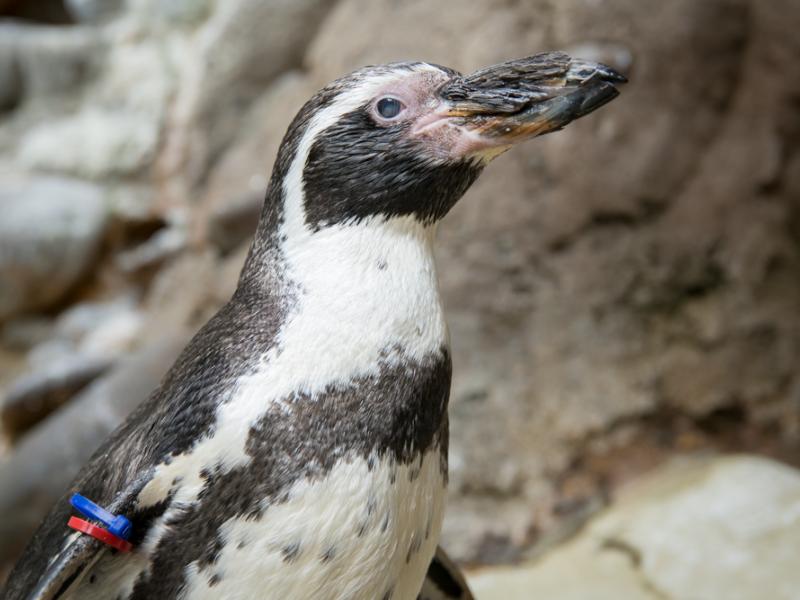 Male humboldt penguin at the Oregon Zoo. 