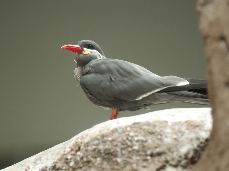 An Inca Tern on exhibit at the Oregon Zoo.