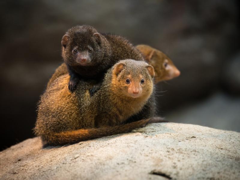 Dwarf mongoose group in Predators of the Serengeti