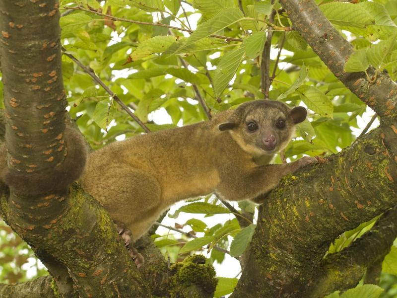 A kinkajou in a tree. 