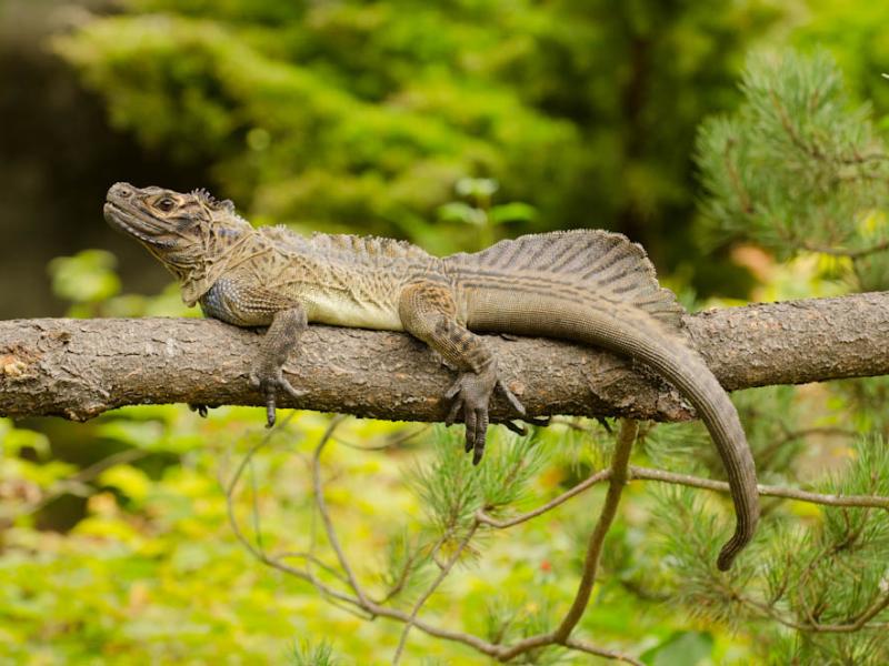 A Philippine sailfin lizard on a branch. 