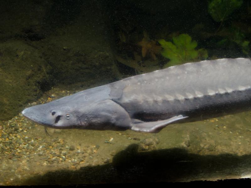 White sturgeon swimming. 