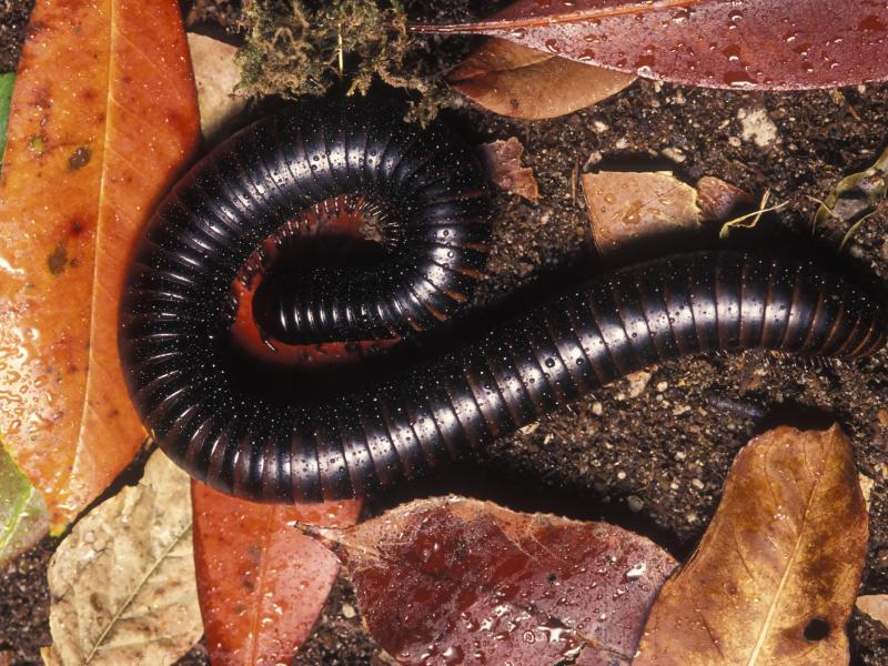 a giant African millipede at the Oregon Zoo.