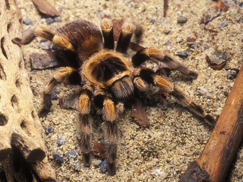 A red-kneed tarantula on sand at the Oregon Zoo.