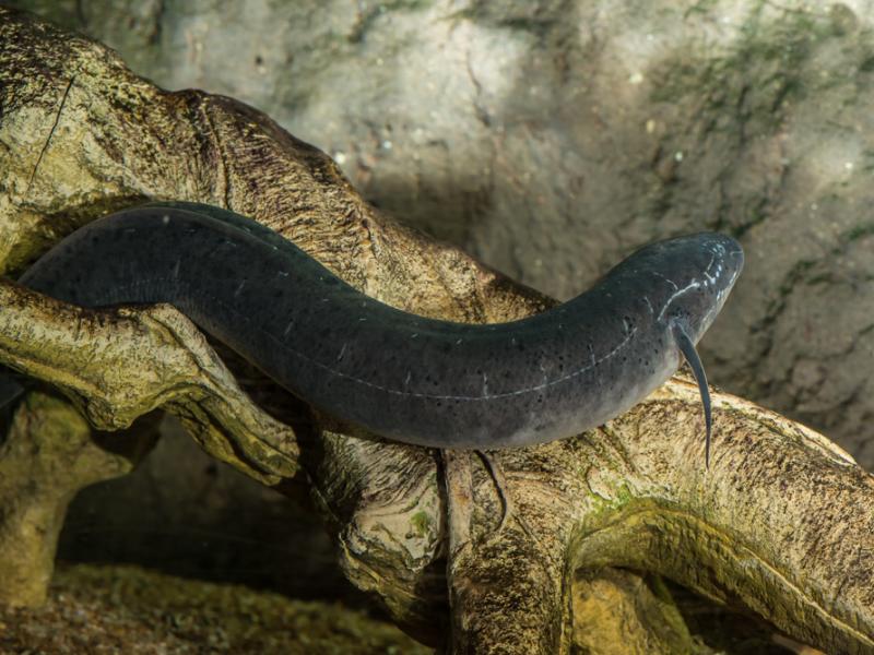 African lungfish in the rainforest habitat.