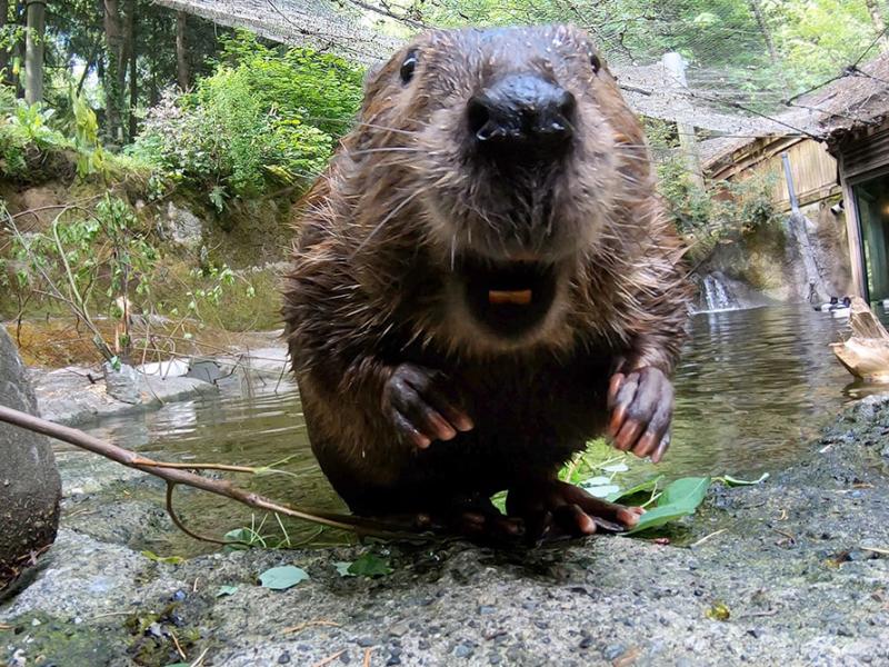 Filbert the beaver faces the camera with his mouth open