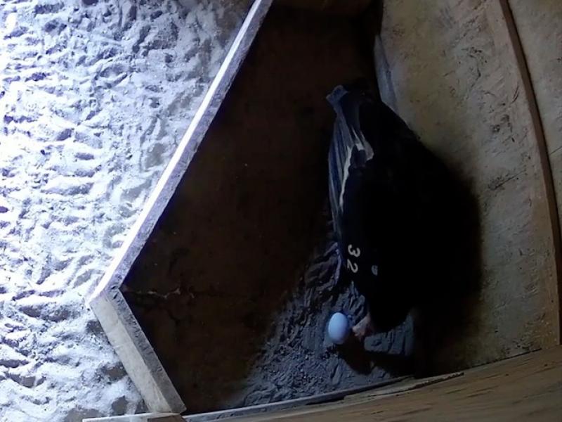 Overhead view of a condor egg in a nest box