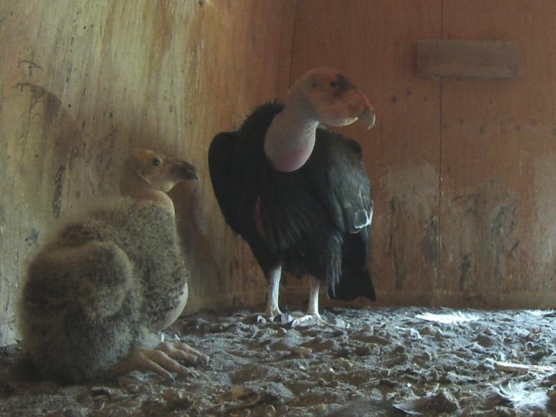 A condor chick and parent together in a nest box