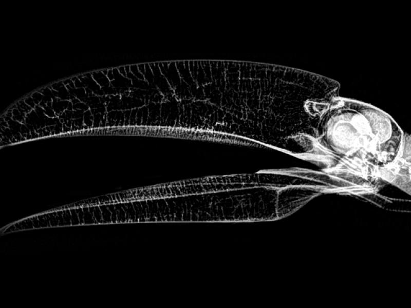 X-ray of a toucan at the Veterinary Medical Center at the Oregon Zoo.