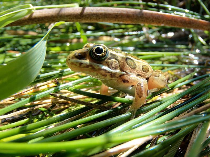 A northern leopard frog in the grass