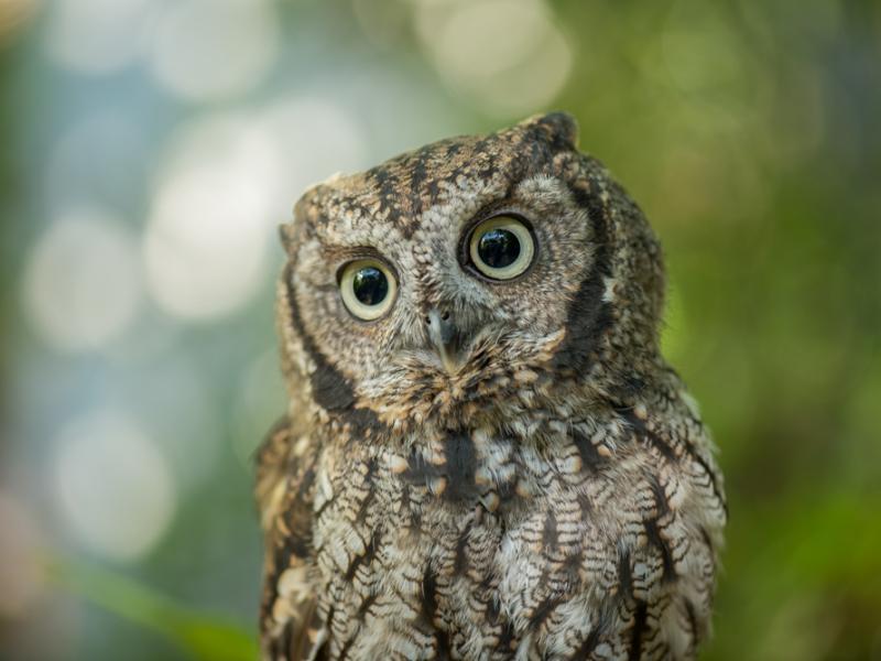 Pinecone the screech owl