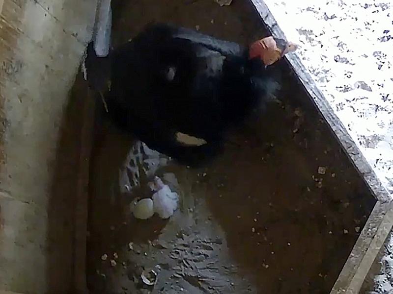 Condor chick and egg in nest box.