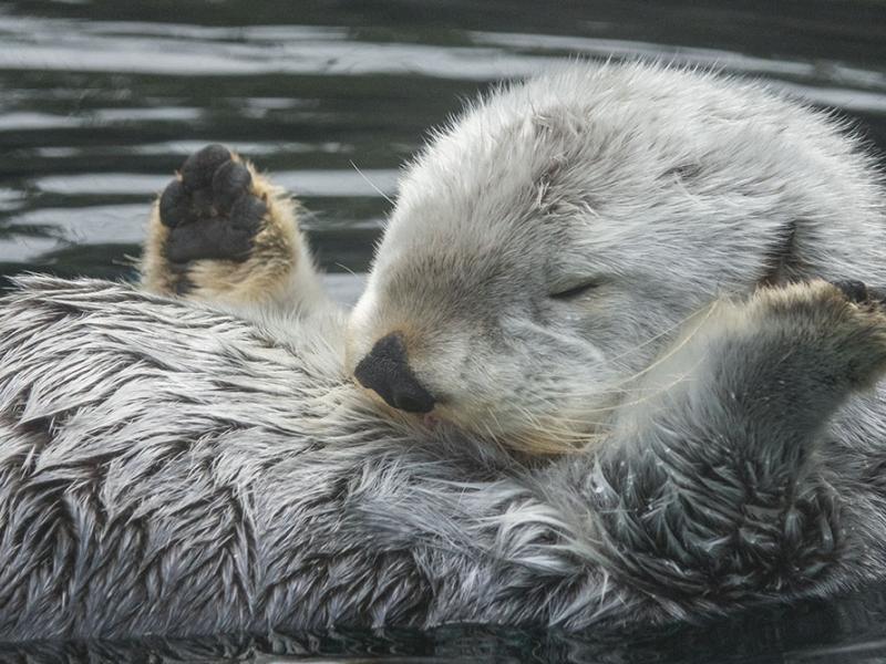A sea otter with white and gray fur floats on its back in the water with its paws extended.
