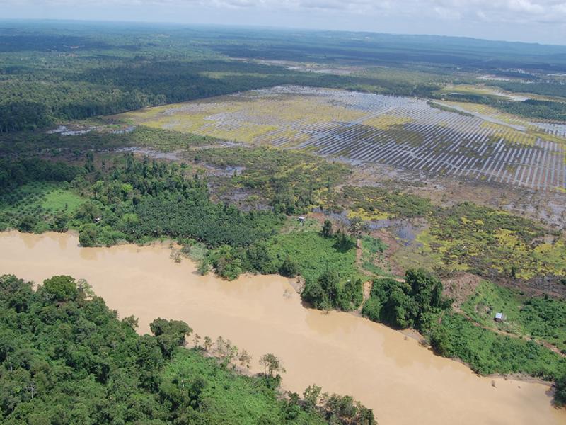 Aerial image of reforestation in Borneo.