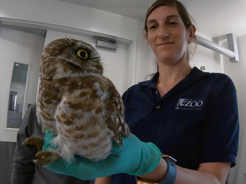 From a hornbill hatchling exam to a sea otter weigh-in, Dr. Kelly Flaminio has seen it all in her nine years as a veterinarian at the Oregon Zoo. 