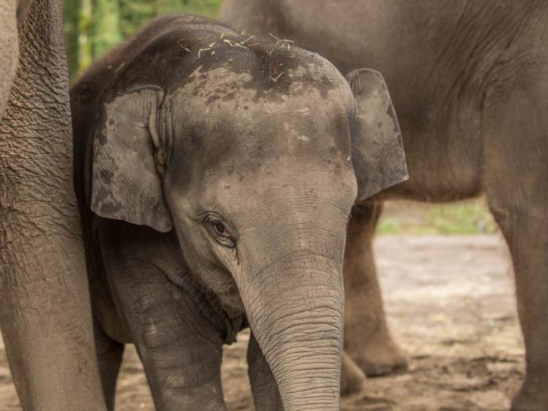 Close up image of a young elephant standing by the legs of two larger elephants.