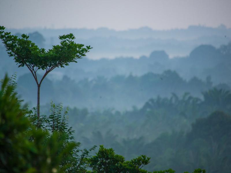 A tree stands in the foreground against a vast forest.