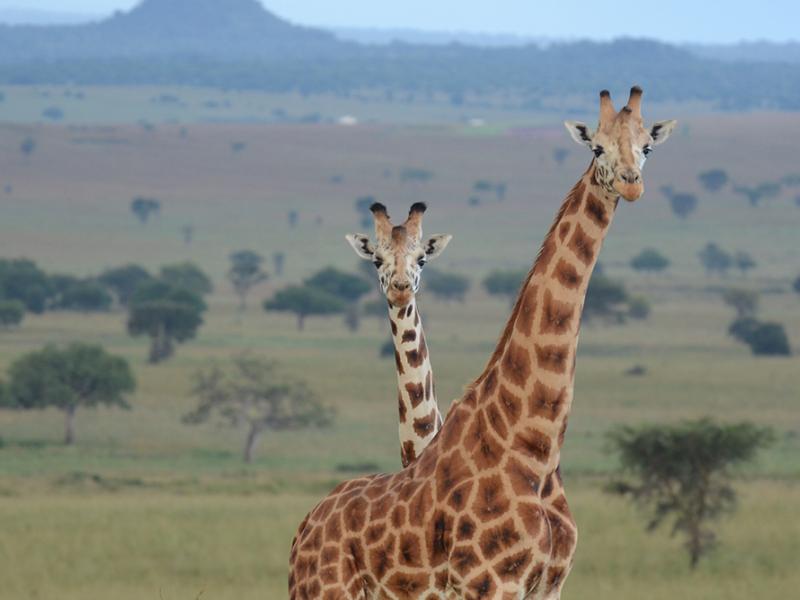 Uganda giraffes