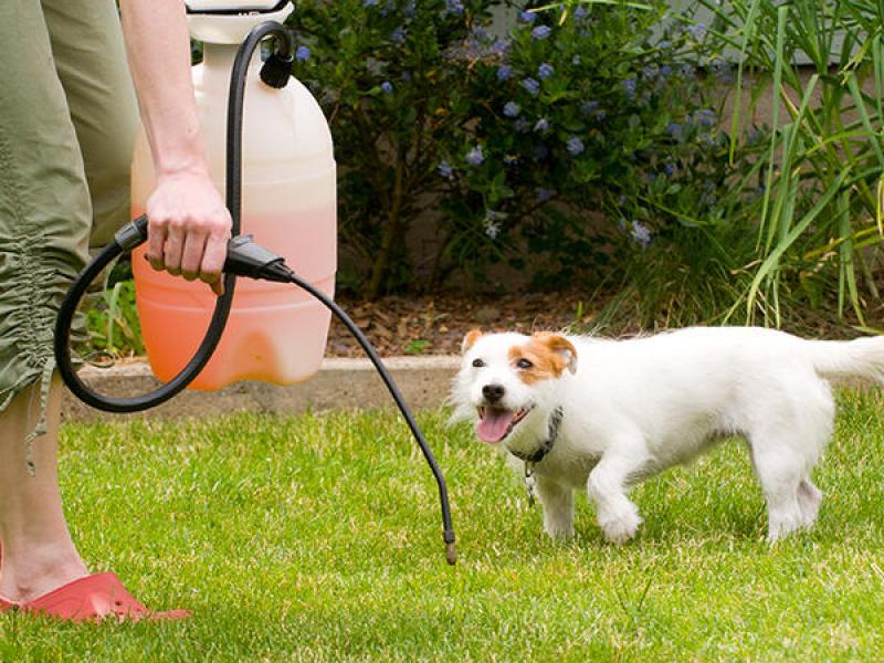 A person bends over while spraying the lawn with a chemical. A small dog is also on the lawn.