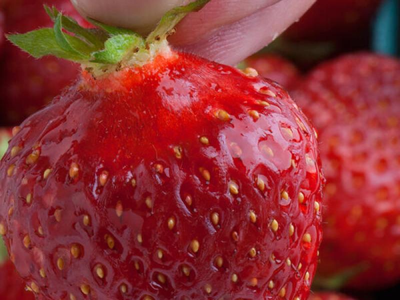 Fingers touch the stem of a ripe red strawberry