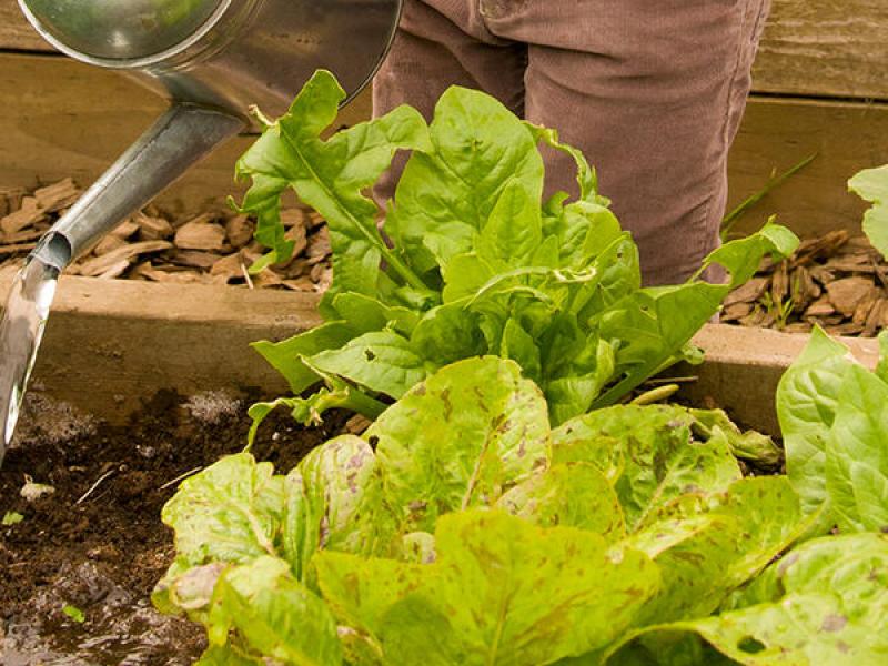 A person pours water into a raised garden bed with leafy greens.